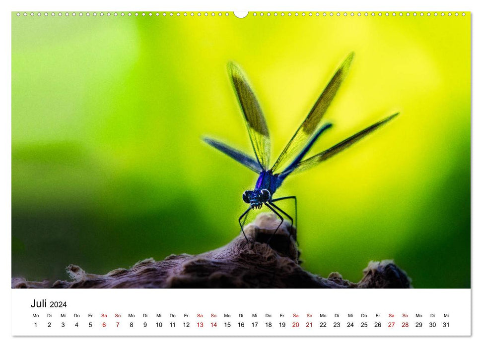 Upper Bavarian Insect Calendar (CALVENDO Premium Wall Calendar 2024) 