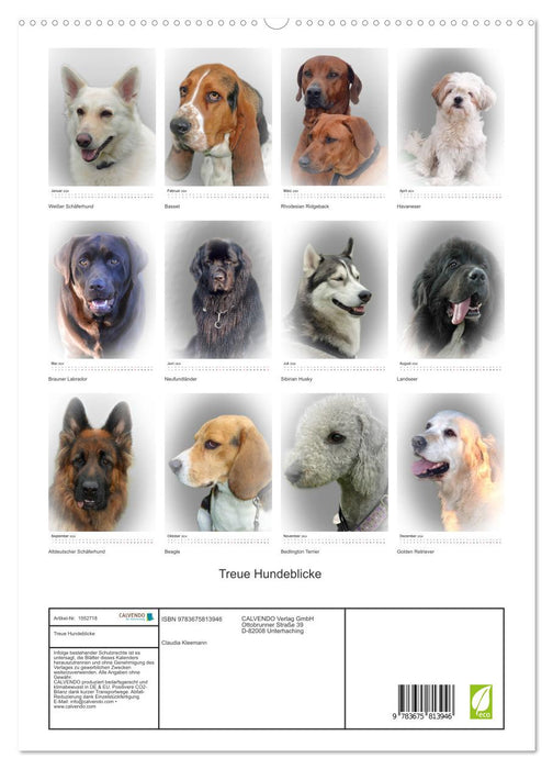 Loyal dog looks (CALVENDO Premium Wall Calendar 2024) 