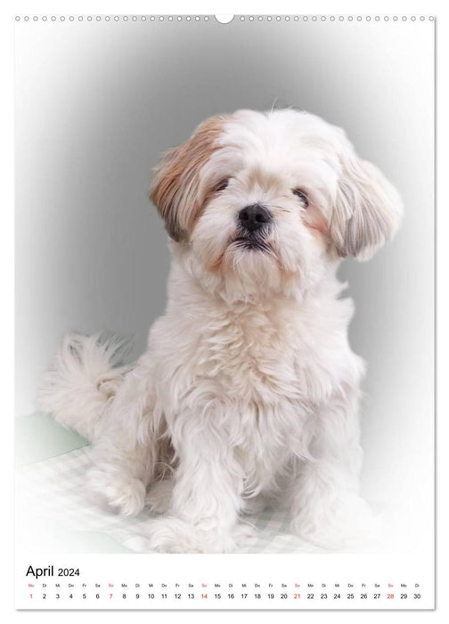 Loyal dog looks (CALVENDO Premium Wall Calendar 2024) 