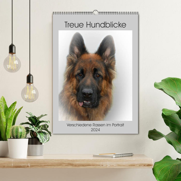 Loyal dog looks (CALVENDO wall calendar 2024) 