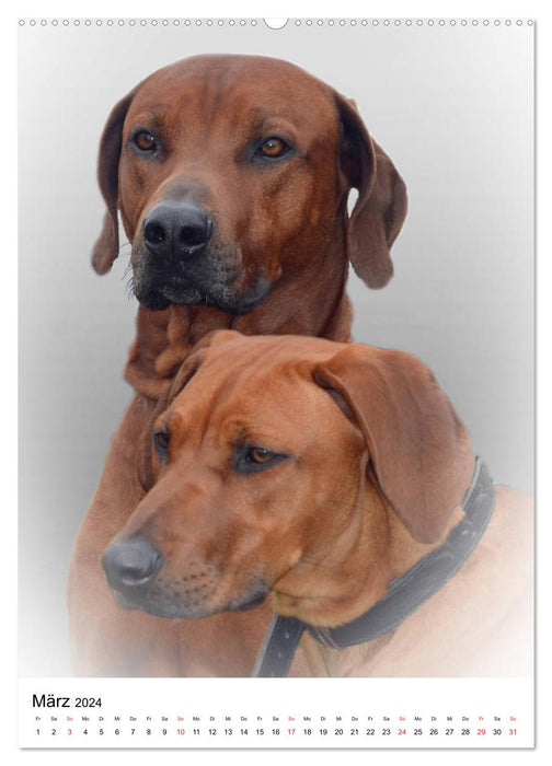 Treue Hundeblicke (CALVENDO Wandkalender 2024)