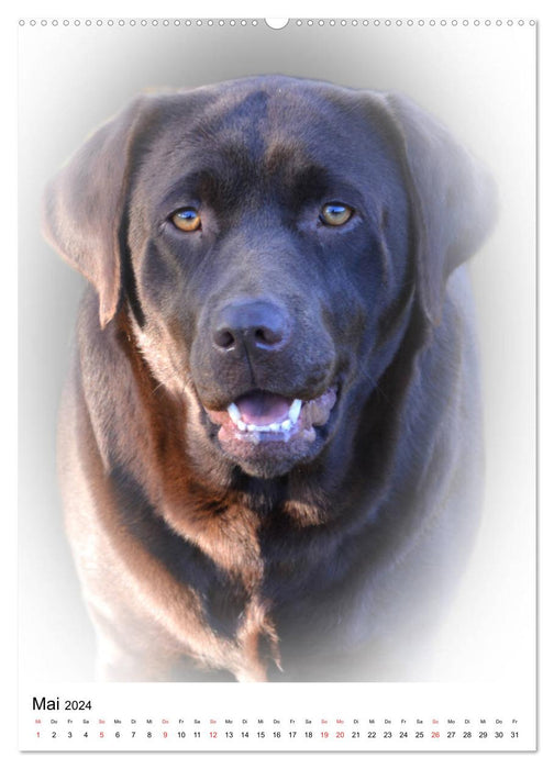 Loyal dog looks (CALVENDO wall calendar 2024) 