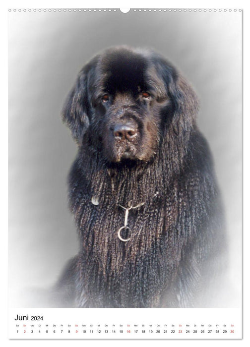 Loyal dog looks (CALVENDO wall calendar 2024) 