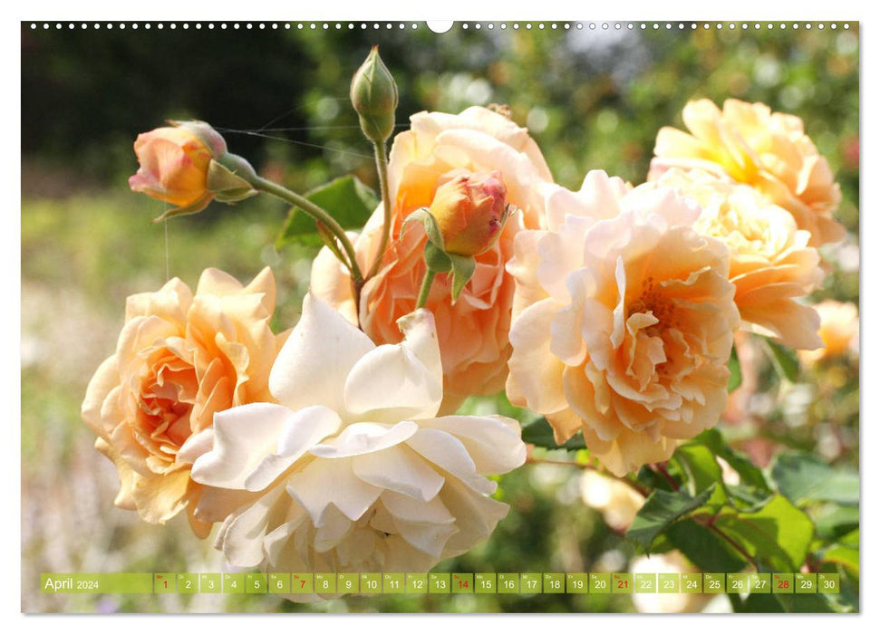 Romantic rose dreams (CALVENDO Premium wall calendar 2024) 