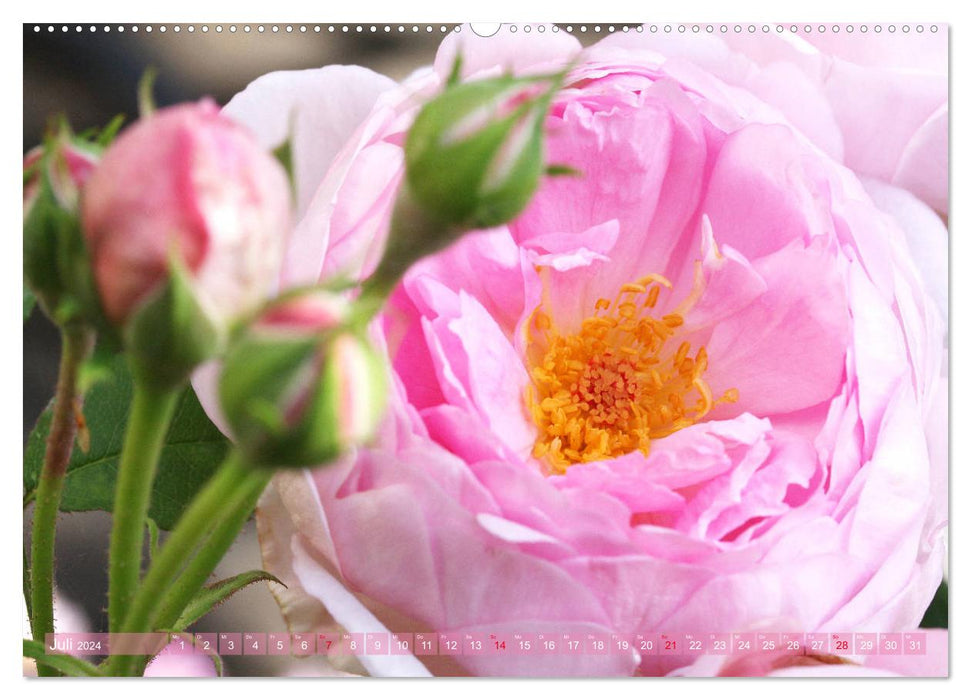 Romantic rose dreams (CALVENDO Premium wall calendar 2024) 