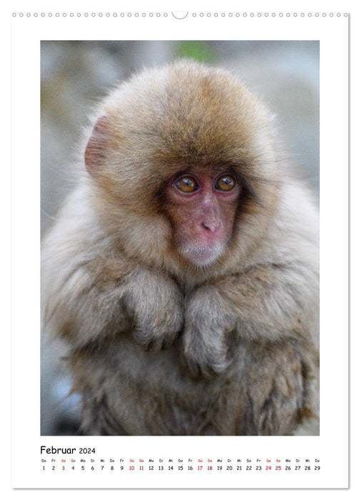 Snow monkeys in portrait (CALVENDO Premium Wall Calendar 2024) 