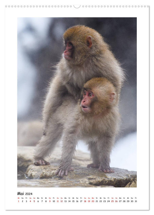 Snow monkeys in portrait (CALVENDO Premium Wall Calendar 2024) 