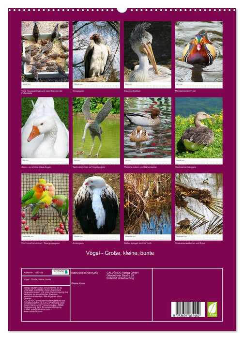 Birds - big, small, colorful (CALVENDO Premium Wall Calendar 2024) 