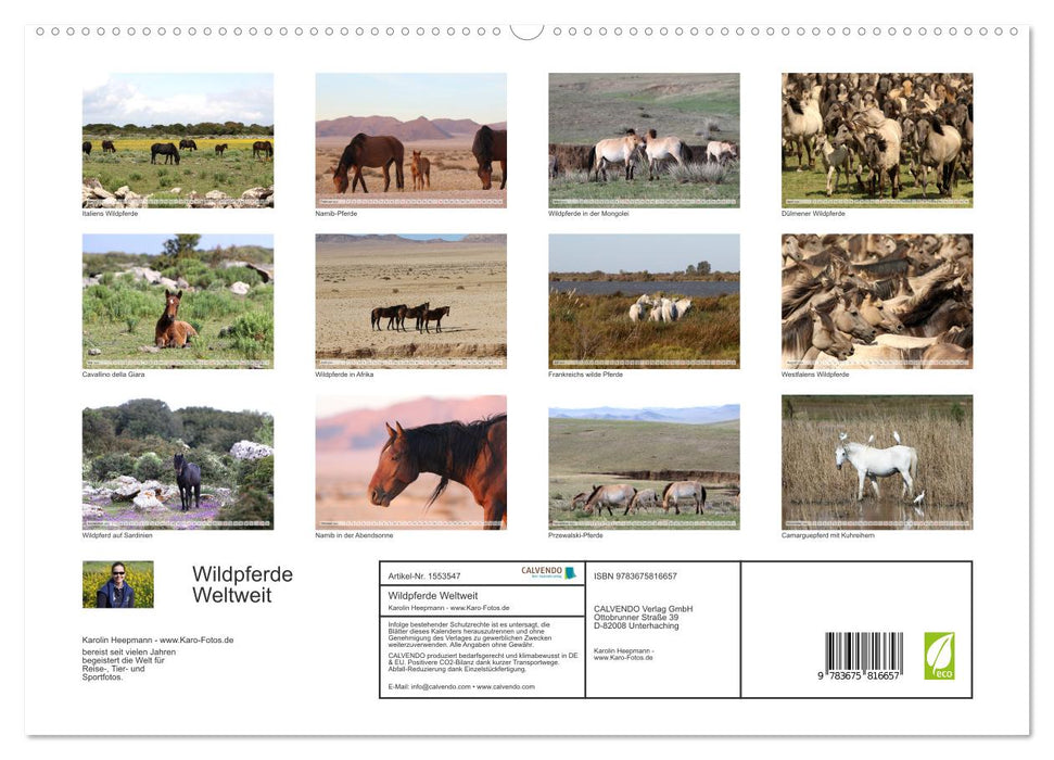 Wildpferde Weltweit (CALVENDO Premium Wandkalender 2024)