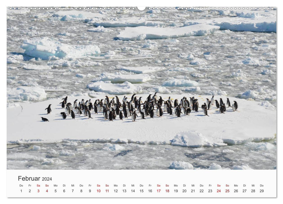 Pinguine - Die sympathischen Frack-Träger (CALVENDO Wandkalender 2024)