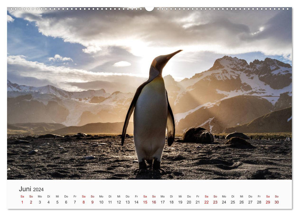Pinguine - Die sympathischen Frack-Träger (CALVENDO Wandkalender 2024)