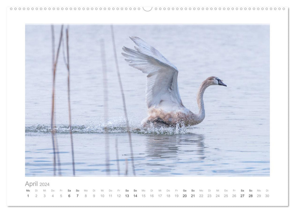 Mein lieber Schwan! Die Schwäne vom Kochelsee. (CALVENDO Premium Wandkalender 2024)