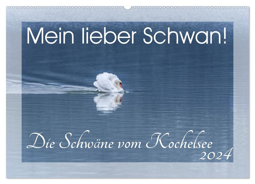 Mein lieber Schwan! Die Schwäne vom Kochelsee. (CALVENDO Wandkalender 2024)