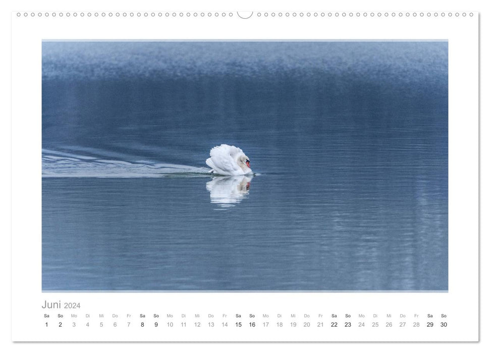 Mein lieber Schwan! Die Schwäne vom Kochelsee. (CALVENDO Wandkalender 2024)