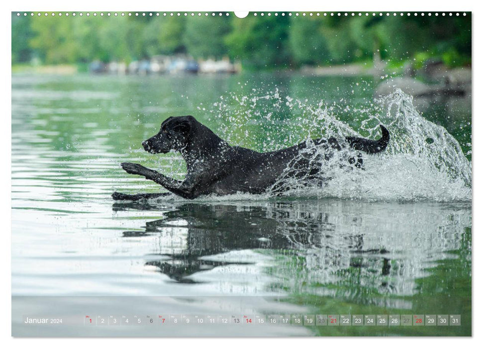 Labradore im Wasser (CALVENDO Wandkalender 2024)