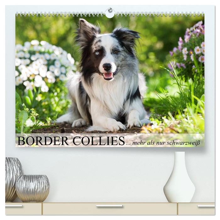 Border Collies - nicht nur schwarzweiß (CALVENDO Premium Wandkalender 2024)