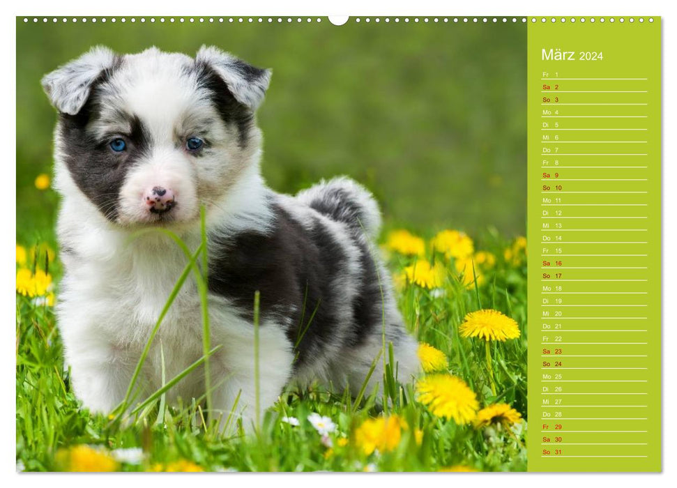 Border Collies - nicht nur schwarzweiß (CALVENDO Premium Wandkalender 2024)