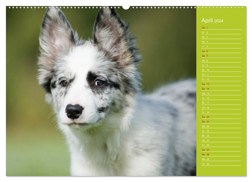 Border Collies - nicht nur schwarzweiß (CALVENDO Premium Wandkalender 2024)