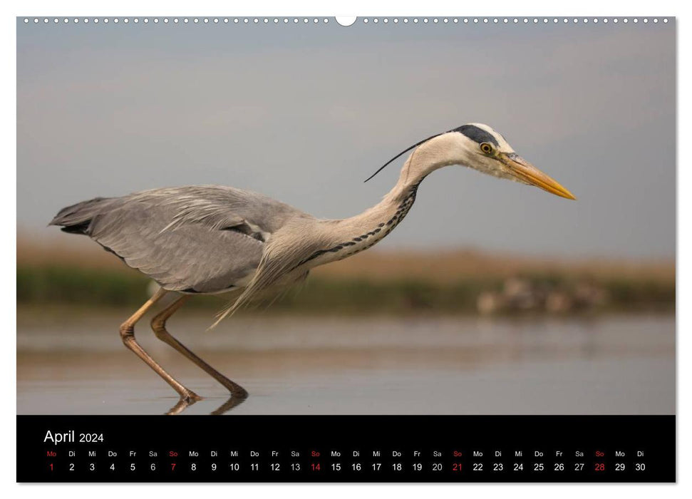 Reiher - Der Tanz auf dem Wasser (CALVENDO Premium Wandkalender 2024)