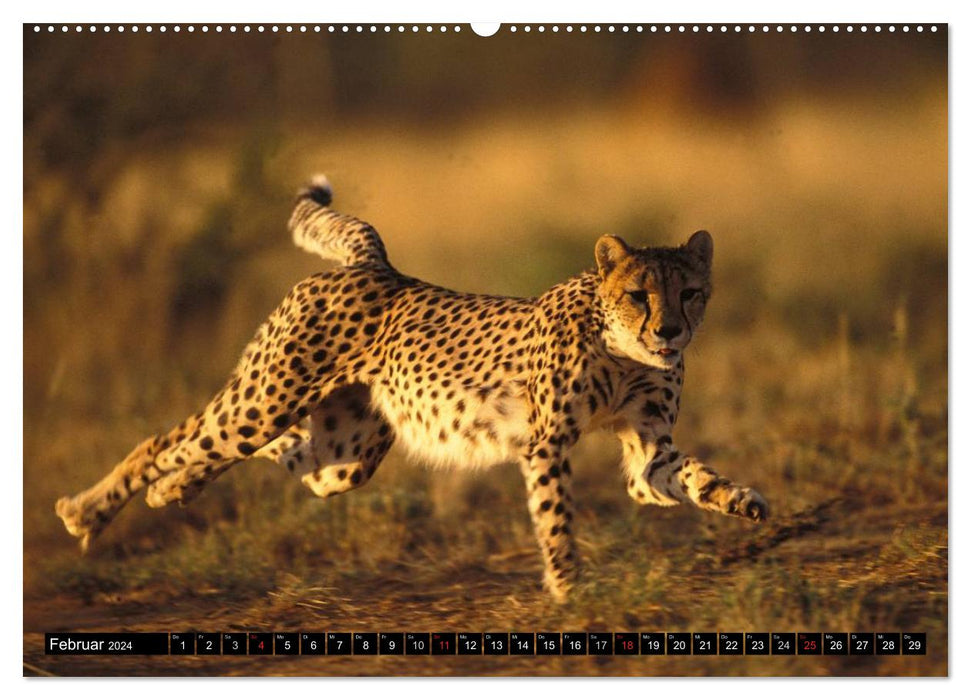 Die Lautlosen. Geparden und Leoparden (CALVENDO Premium Wandkalender 2024)