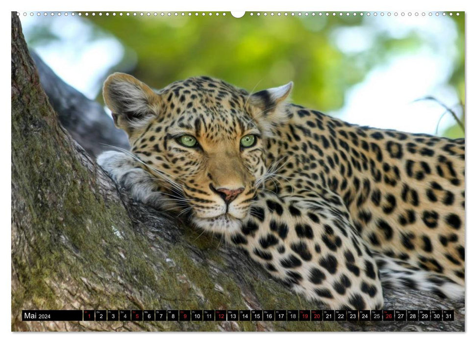 Die Lautlosen. Geparden und Leoparden (CALVENDO Premium Wandkalender 2024)