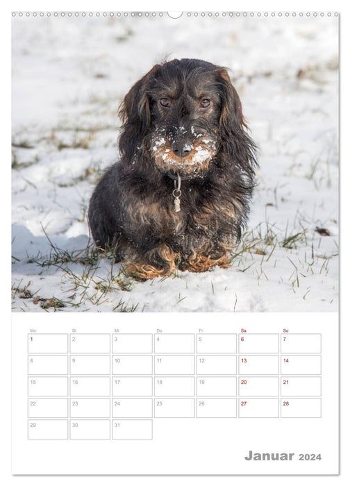 Dackelportraits (CALVENDO Wandkalender 2024)