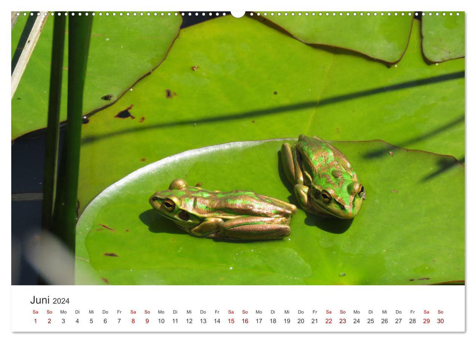 Frösche - Die wunderschöne Welt der bunten Hüpfer. (CALVENDO Premium Wandkalender 2024)