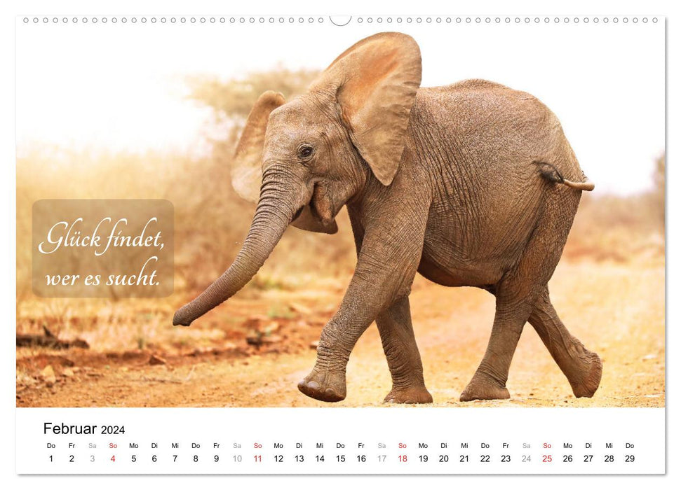 AFRIKA - Glück findet, wer es sucht (CALVENDO Premium Wandkalender 2024)