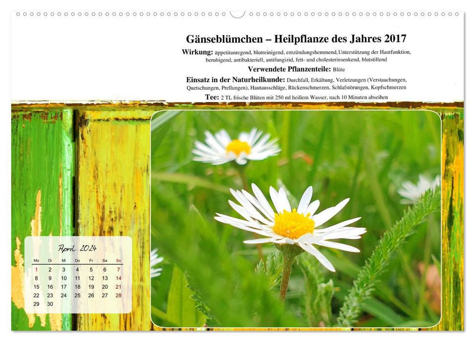 Gesundheit vor deiner Haustüre - Heilpflanzen am Alpenrand - Wirkung, Anwendungsbereiche und Teezubereitung (CALVENDO Premium Wandkalender 2024)