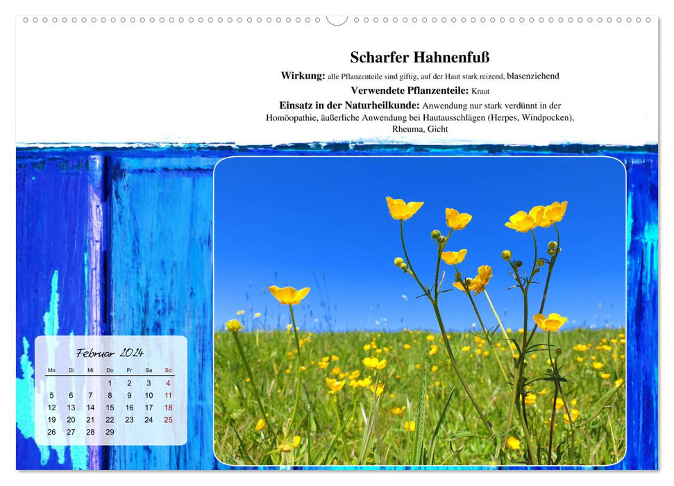 Gesundheit vor deiner Haustüre - Heilpflanzen am Alpenrand - Wirkung, Anwendungsbereiche und Teezubereitung (CALVENDO Wandkalender 2024)