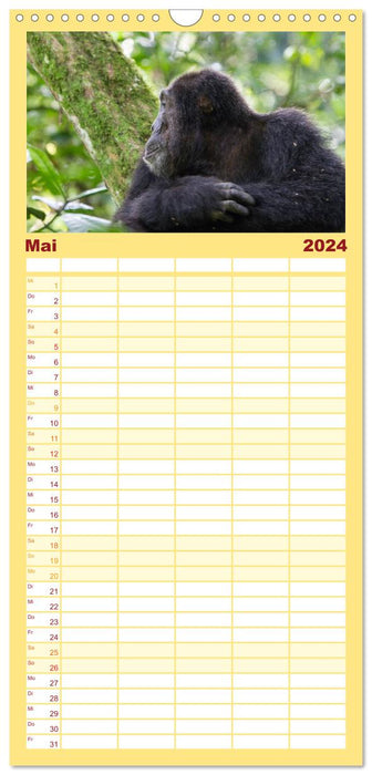 Affengesichter - Primaten in Uganda (CALVENDO Familienplaner 2024)