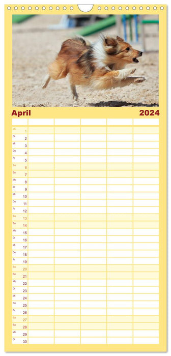 HUNDESPORT - Agility und Dog Frisbee (CALVENDO Familienplaner 2024)