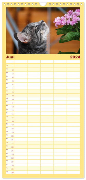 Die Launen der Katzen 2024 (CALVENDO Familienplaner 2024)