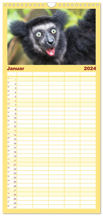 Madagaskar - Insel der Lemuren (CALVENDO Familienplaner 2024)