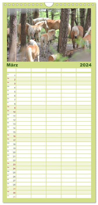 Alpenpferde (CALVENDO Familienplaner 2024)