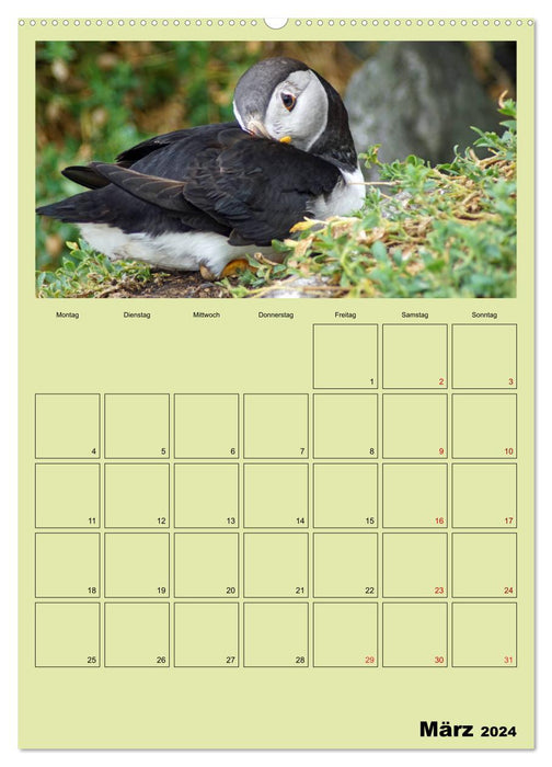 Papageitaucher - Kleine Vögel im Frack (CALVENDO Wandkalender 2024)