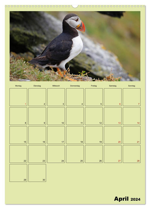 Papageitaucher - Kleine Vögel im Frack (CALVENDO Wandkalender 2024)