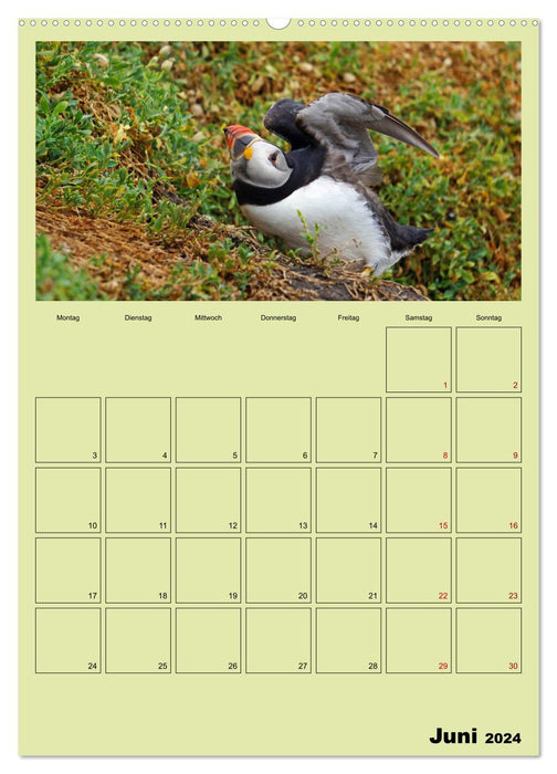 Papageitaucher - Kleine Vögel im Frack (CALVENDO Wandkalender 2024)