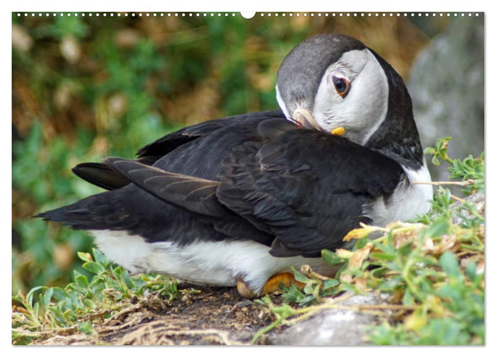 Papageitaucher Kleine Vögel im Frack CH Version (CALVENDO Premium Wandkalender 2024)