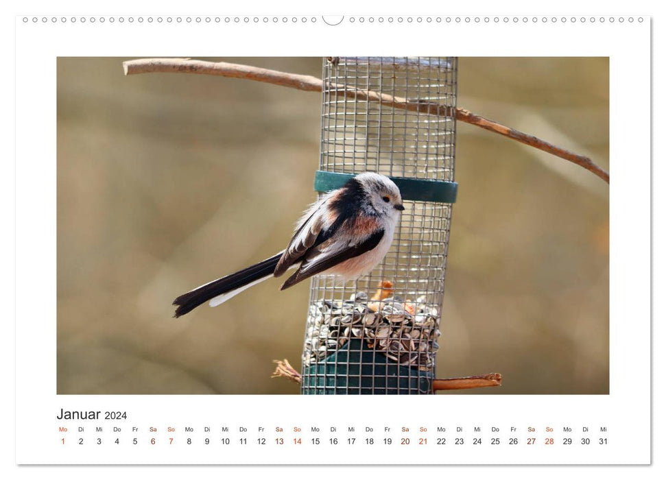 Invités du jardin à plumes, mésanges à longue queue (Calendrier mural CALVENDO Premium 2024) 