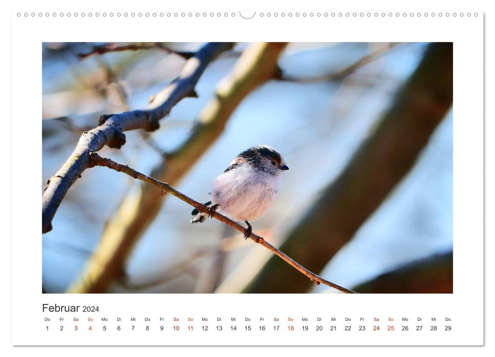 Invités du jardin à plumes, mésanges à longue queue (Calendrier mural CALVENDO Premium 2024) 