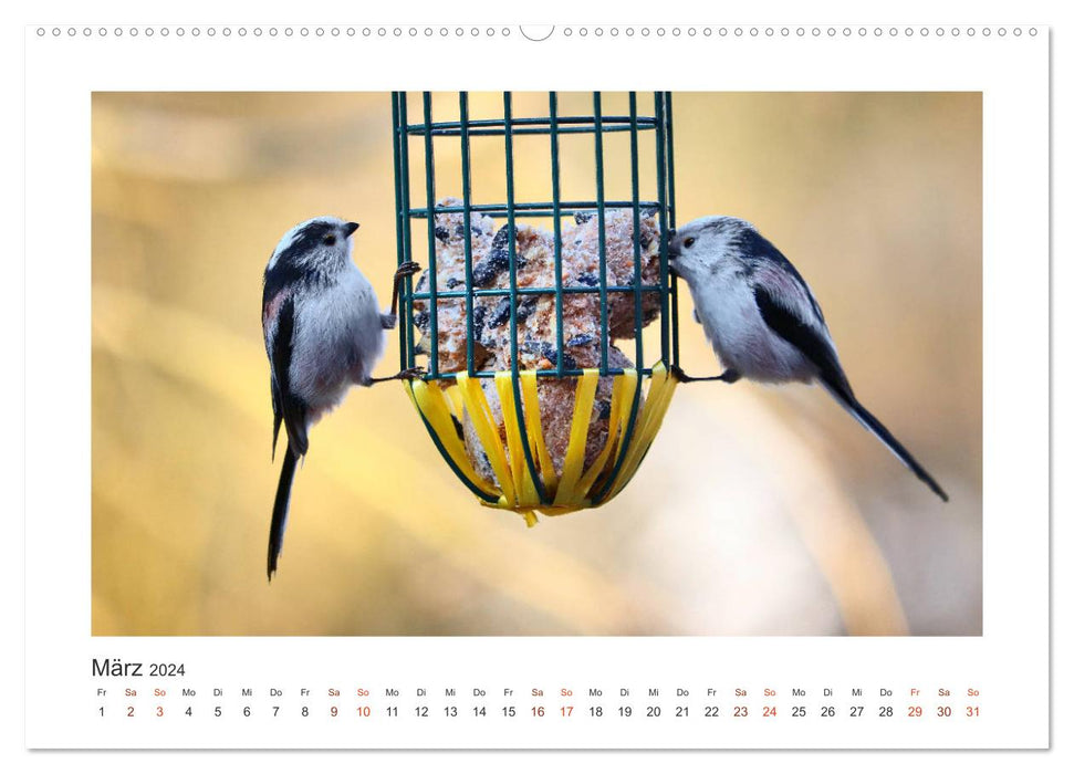 Invités du jardin à plumes, mésanges à longue queue (Calendrier mural CALVENDO Premium 2024) 