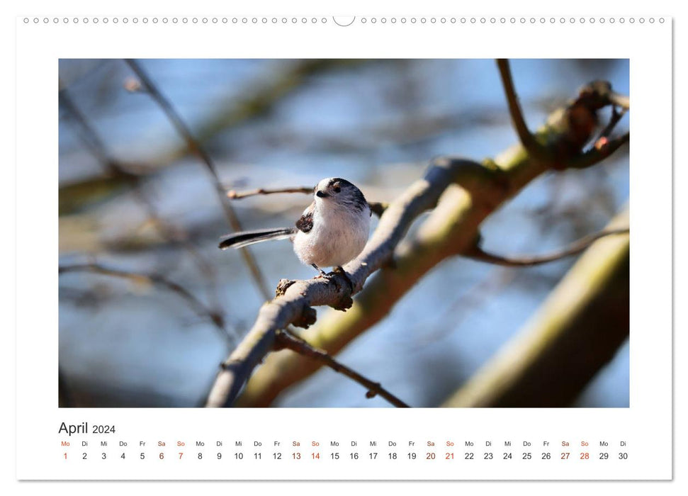 Invités du jardin à plumes, mésanges à longue queue (Calendrier mural CALVENDO Premium 2024) 