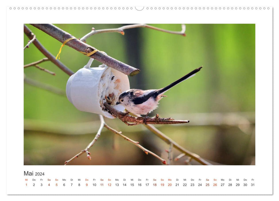 Invités du jardin à plumes, mésanges à longue queue (Calendrier mural CALVENDO Premium 2024) 