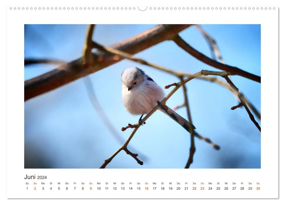 Invités du jardin à plumes, mésanges à longue queue (Calendrier mural CALVENDO Premium 2024) 