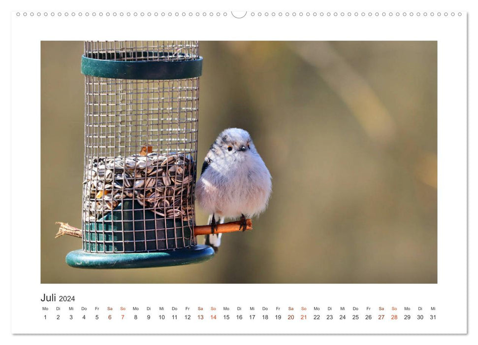 Invités du jardin à plumes, mésanges à longue queue (Calendrier mural CALVENDO Premium 2024) 