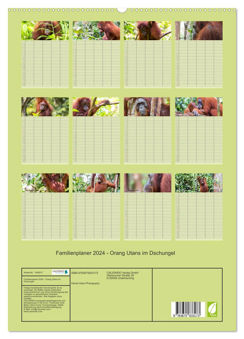 Familienplaner 2024 - Orang Utans im Dschungel (CALVENDO Premium Wandkalender 2024)