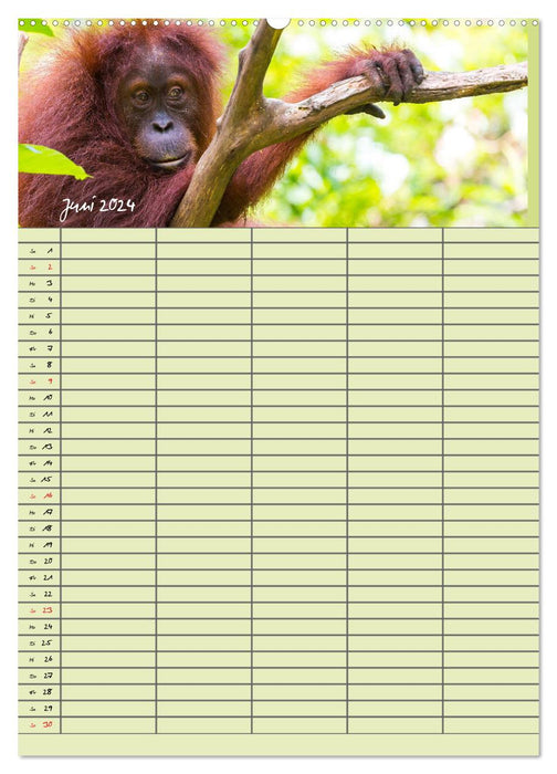 Agenda familial 2024 – Orangs-outans dans la jungle (Calvendo Premium Wall Calendar 2024) 
