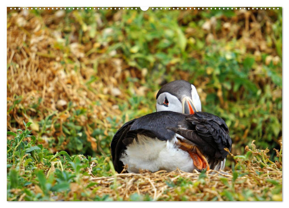 Macareux petits oiseaux en queue-de-pie version CH (calendrier mural CALVENDO 2024) 