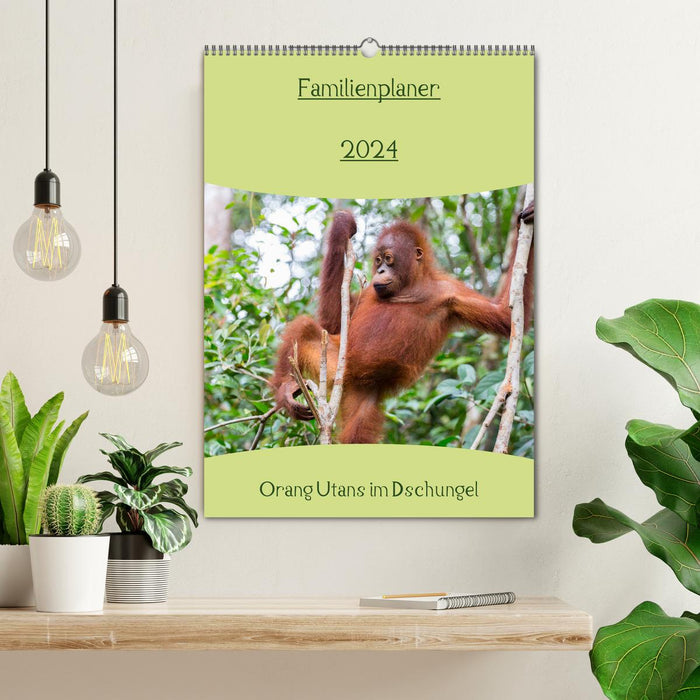 Familienplaner 2024 - Orang Utans im Dschungel (CALVENDO Wandkalender 2024)